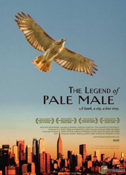 THE LEGEND OF PALE MALE: The Year in Birdcams